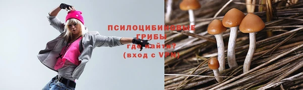 прущие грибы Аркадак